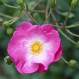 Najbolje ruže koje pokrivaju tlo za moskovsku regiju, cvjetaju cijelo ljeto